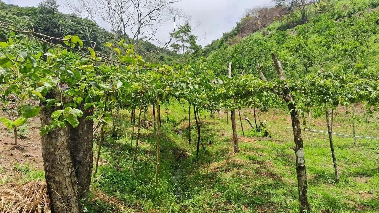 Excelente propriedade em Amaraji-PE - Foto 4