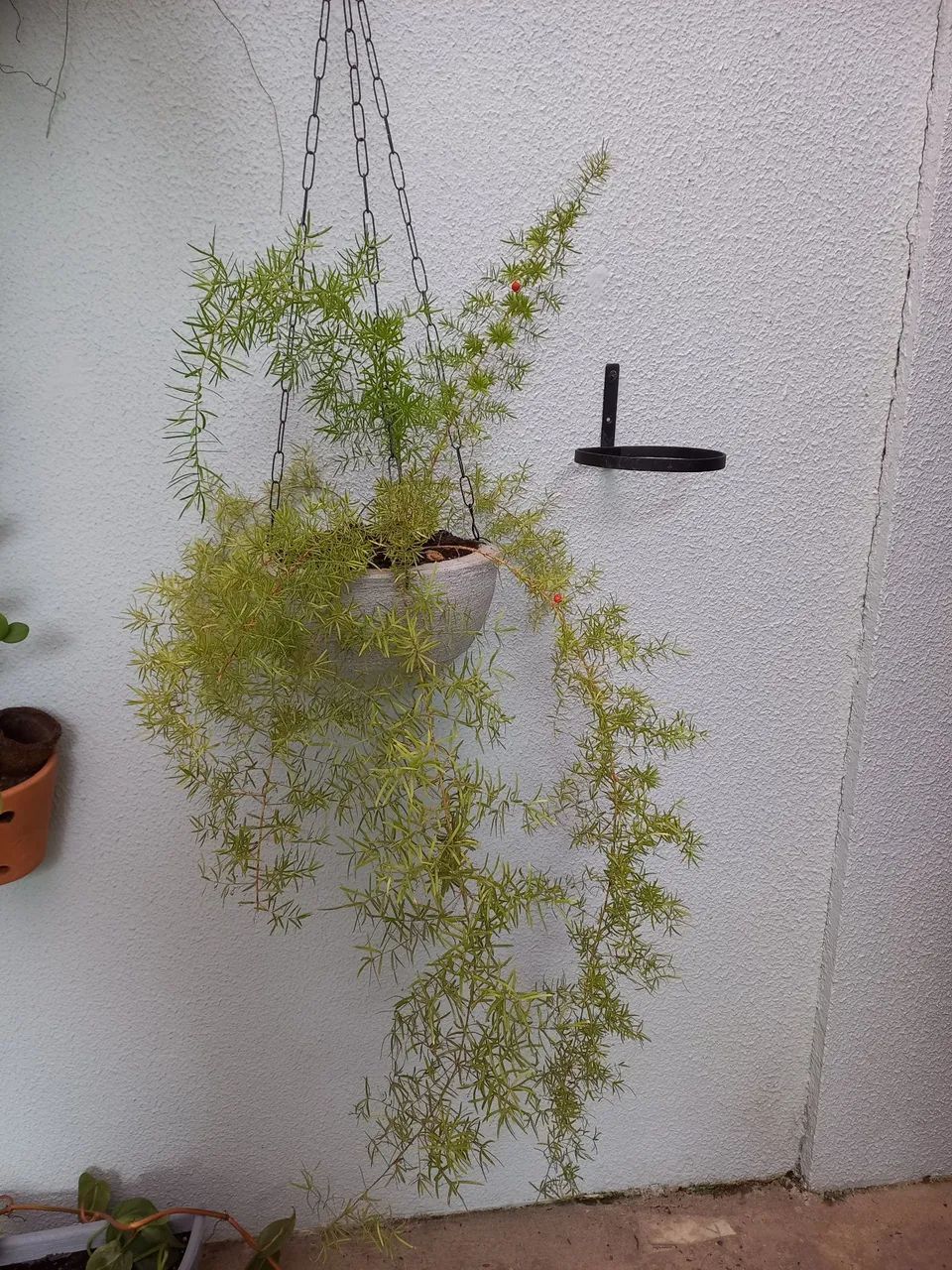  3 plantas pendente em vaso - Foto 2