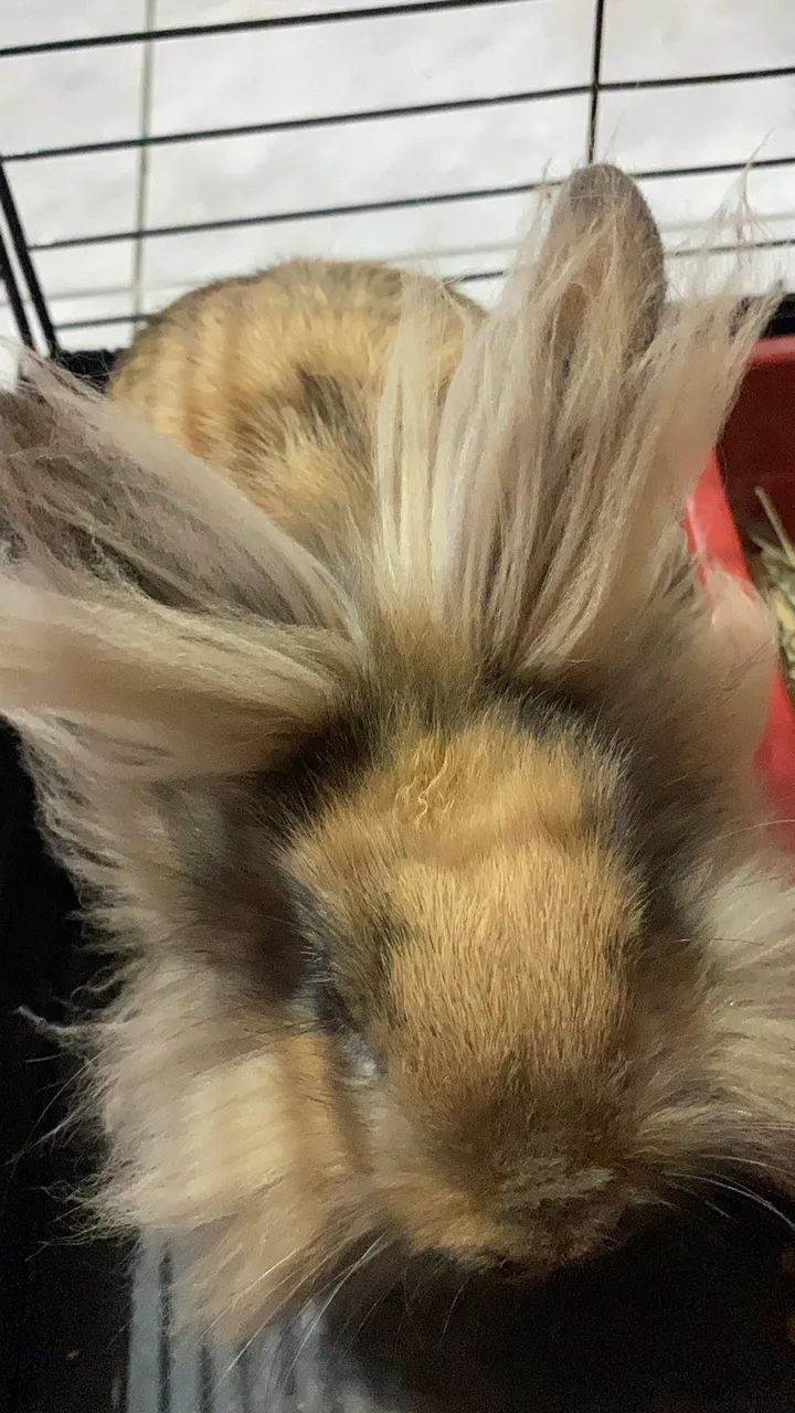 Vendo coelho mini lion com anão  - Foto 2