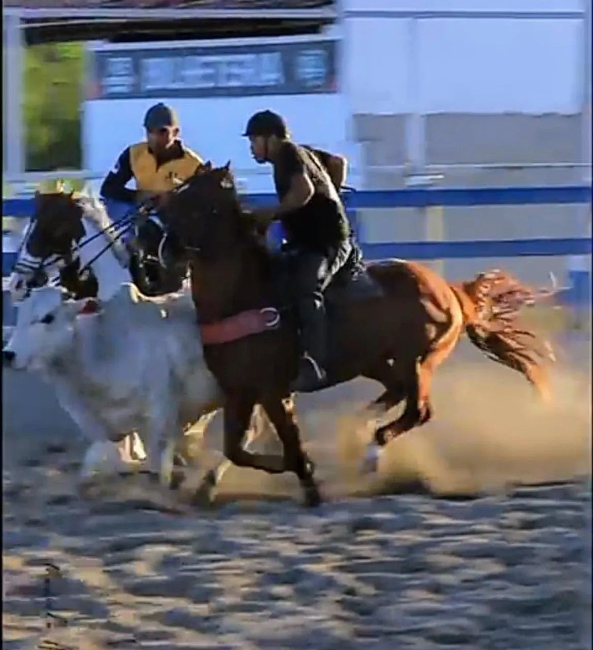 Cavalo de direita quarto de milha  - Foto 3