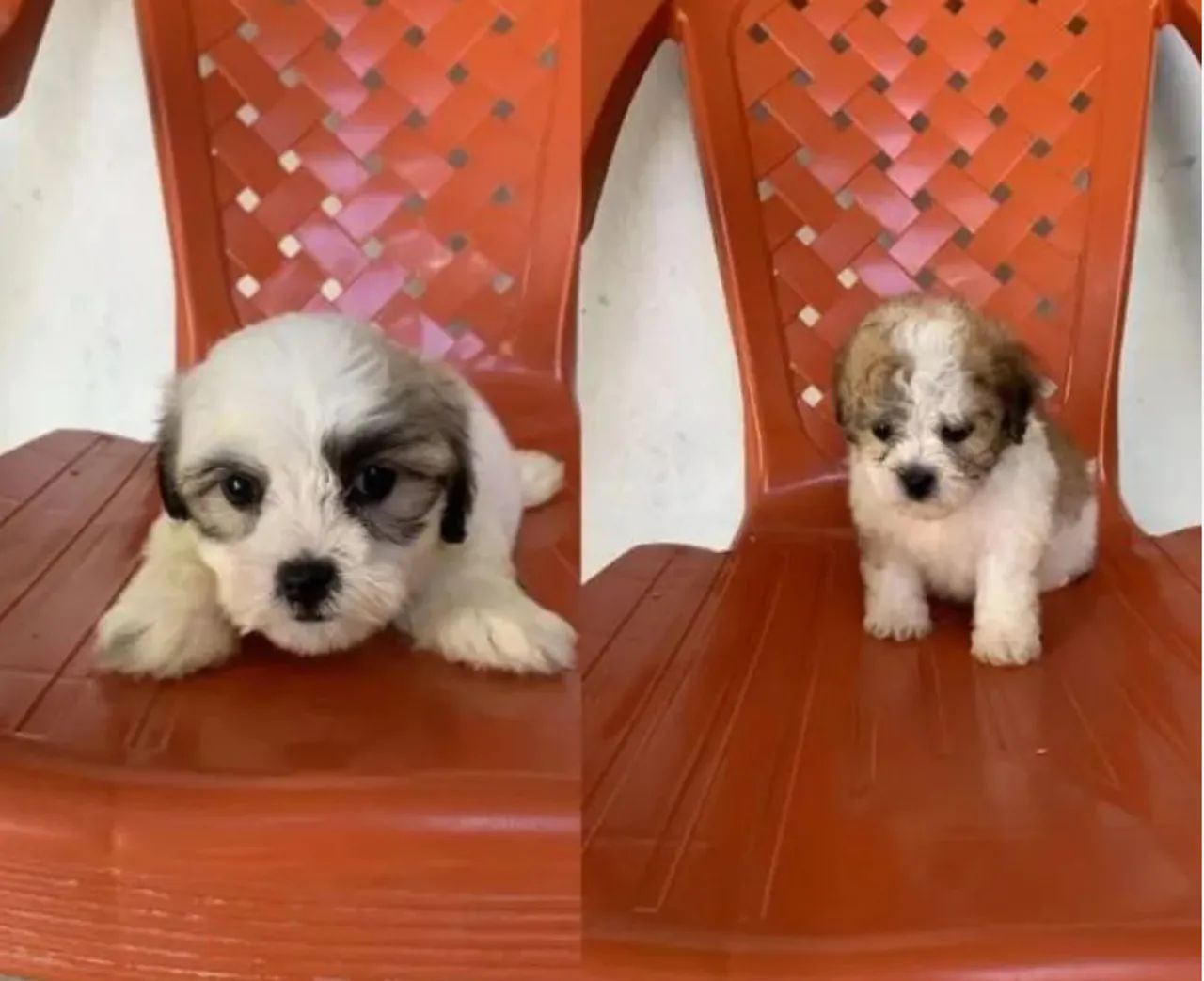 Shipoo entrega gratis caminha brinde zap(85)99990.2592