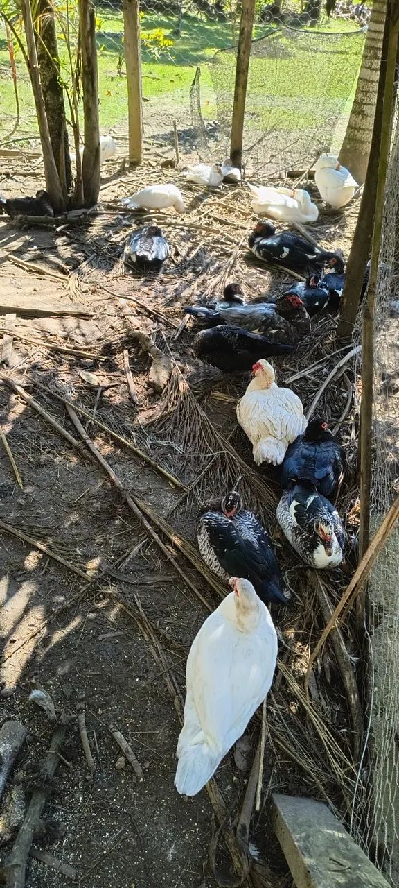 Patos e Marrecos - Foto 4