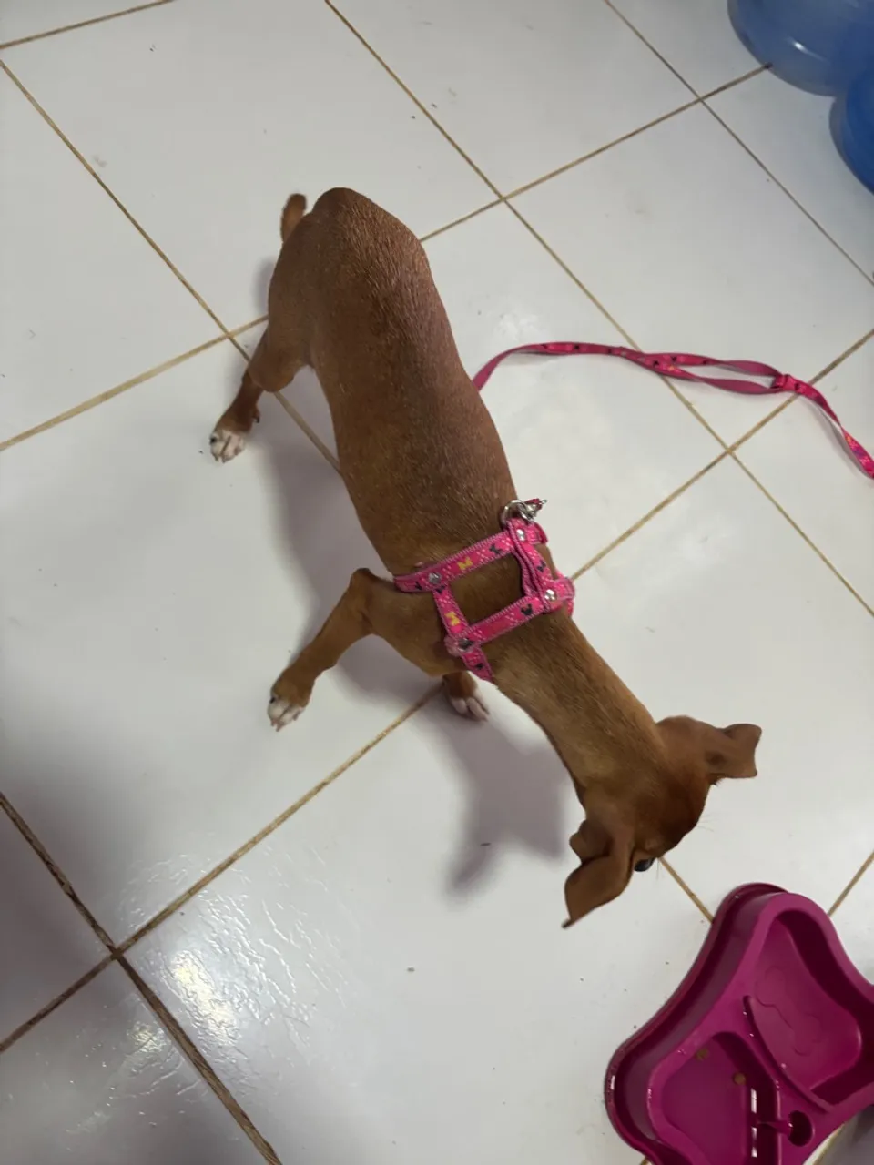 Pinscher 5 meses 