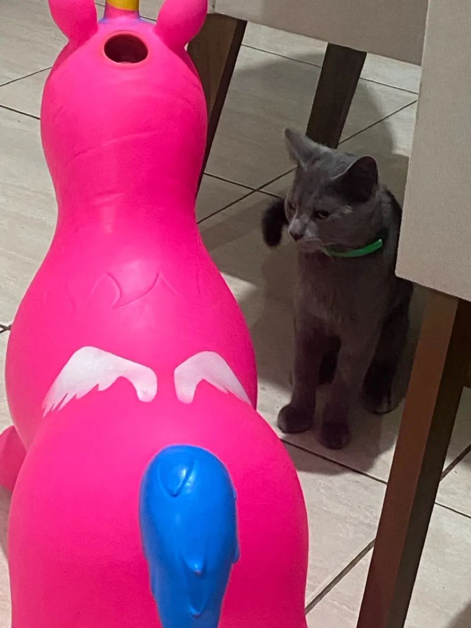 Gatinho cinza macho para adoção - Foto 5