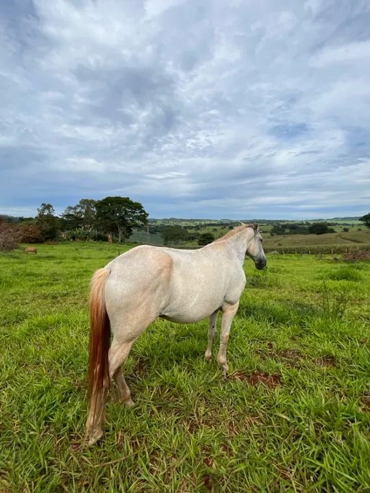 Cavalo Mangalarga Marchador  - Foto 4