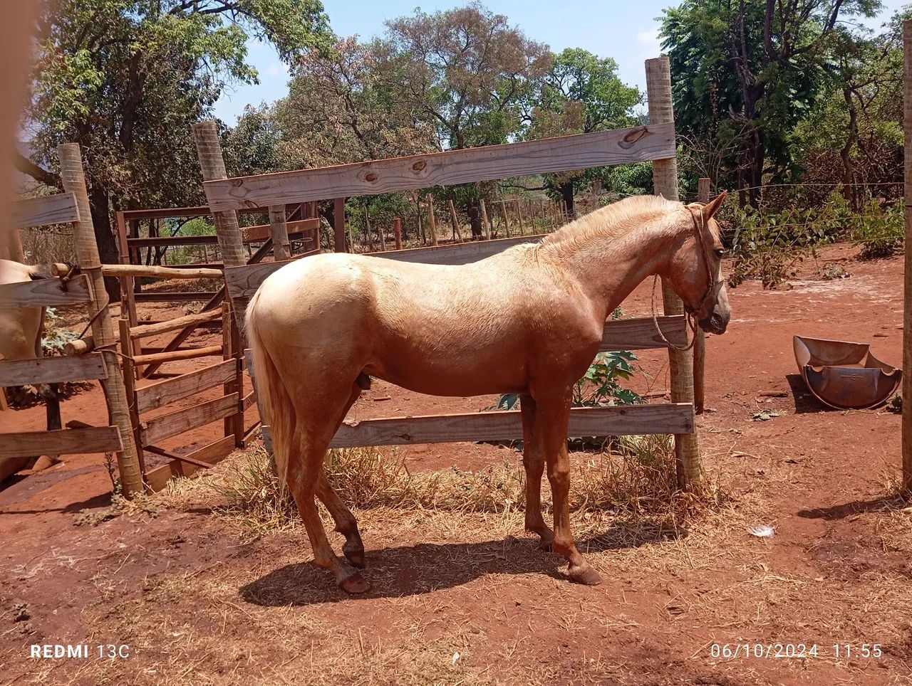 Potro mangalarga marchador. - Foto 3