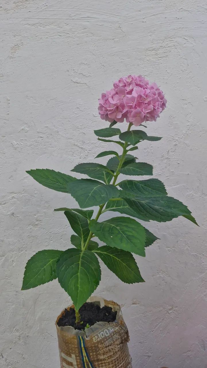 Planta Hortênsia Rosa - Foto 3