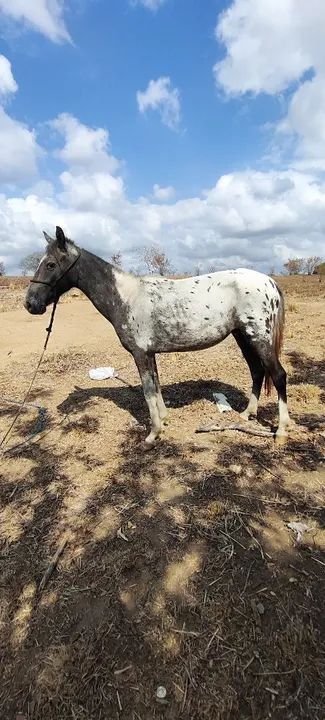 Potro marchador - Pelagem linda e dócil! - Foto 3