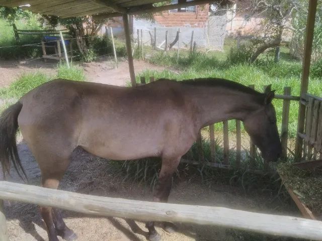 Porda de cor lobuna. - Foto 2