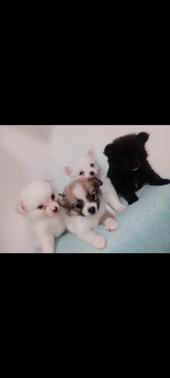 Lindos filhotes de Spitz Alemão 