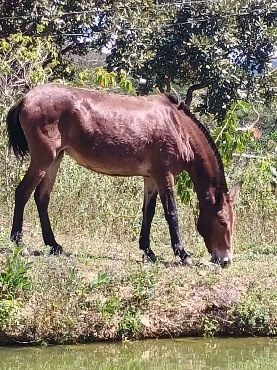 Vendo mula ou troca pro cavalo - Foto 2