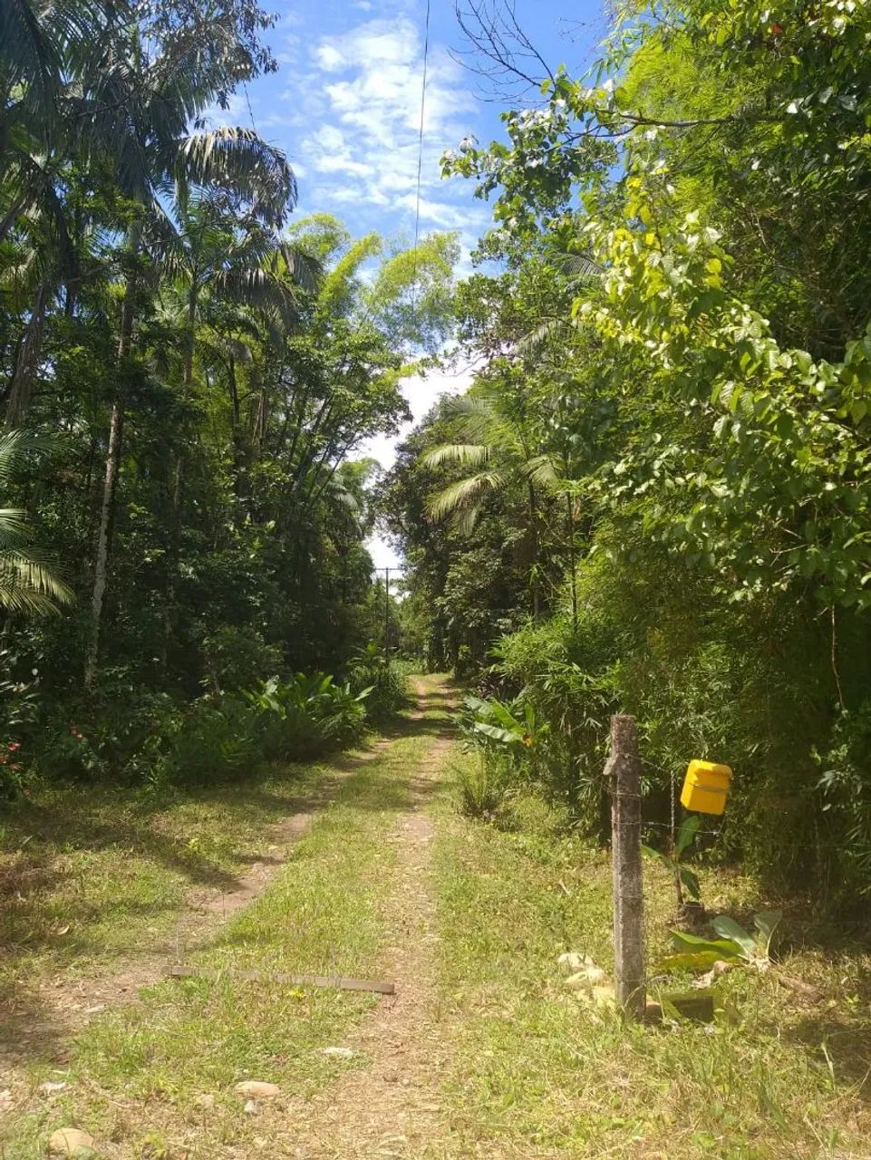 Chácara produtiva em Morretes  - Foto 2