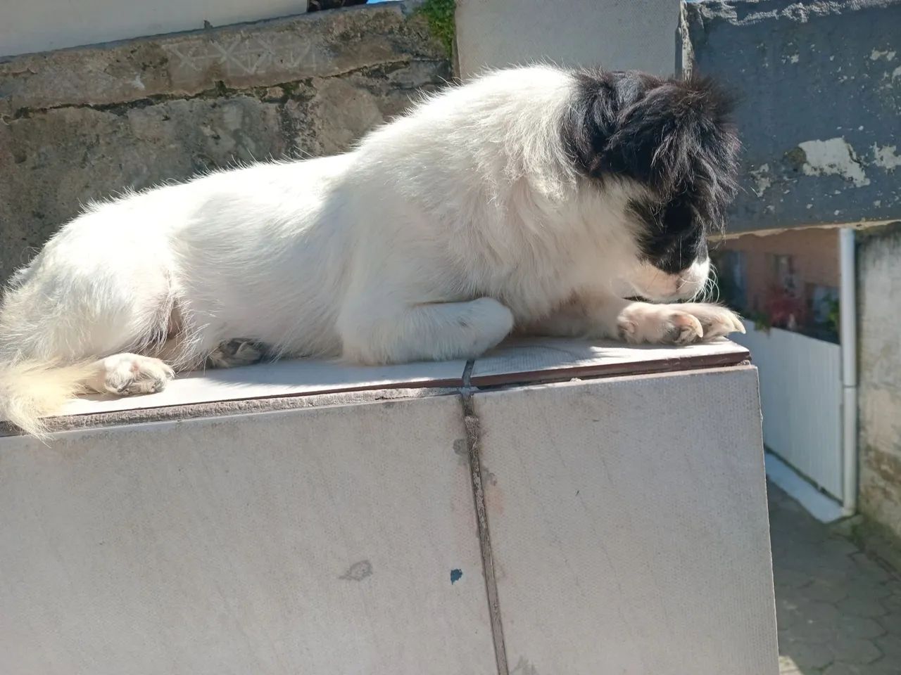 Doação responsável  - Foto 2