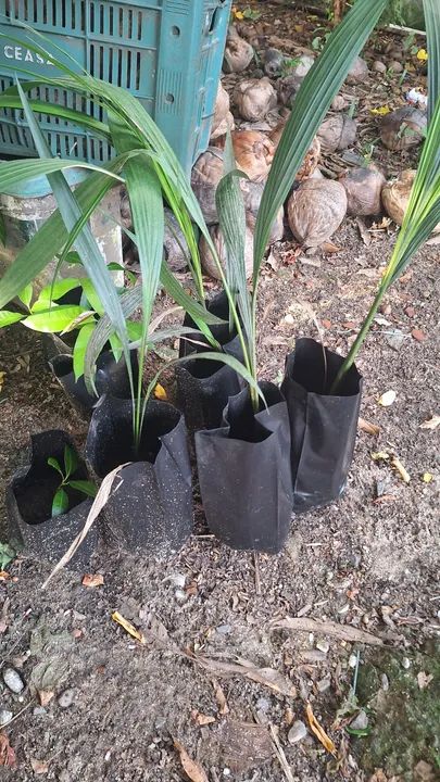 Mudas de Palmeira Imperial  - Foto 5