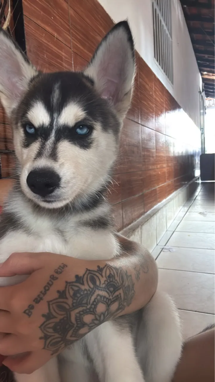 Filhote Husky Siberiano - Olhos Azuis