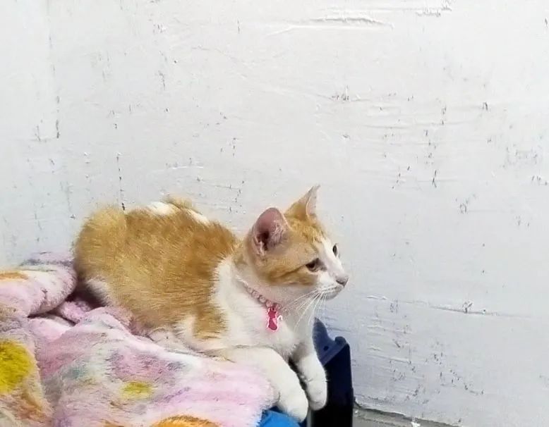 Paulina e Paola gatinhas irmãs Adoção responsável  - Foto 5