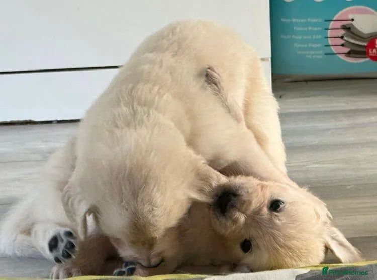 Golden retrivier fofuras em muito pelo