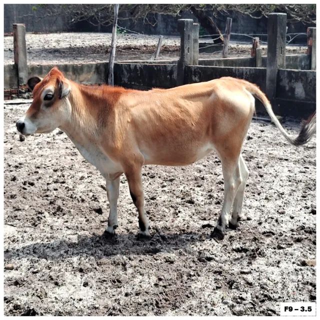 MINI VACAS de alta qualidade, perfeitas para o seu rebanho! - Foto 3