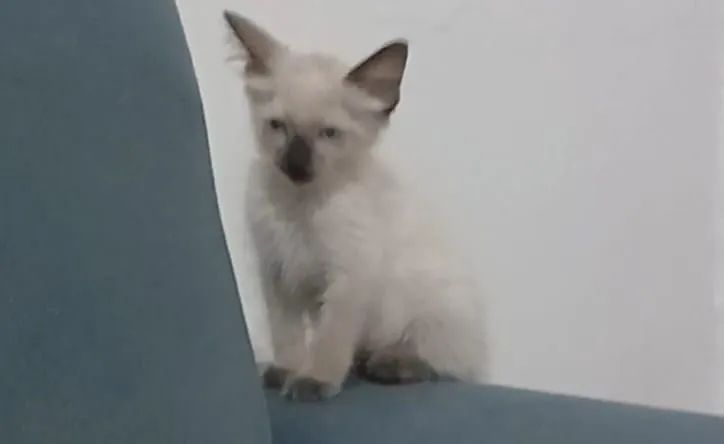 Gatinho Macho para Doação  - Foto 2