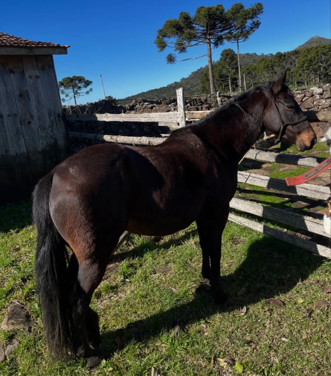 Égua mestiça Quarto de Milha  - Foto 2