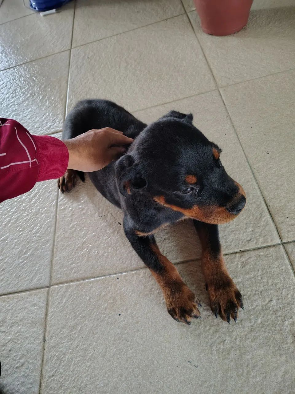 Filhote de Rottweiler- Pais com PEDIGREE  - Foto 3