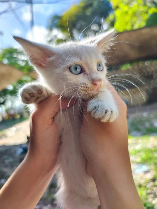 Gatinha branca filhote para doação 
