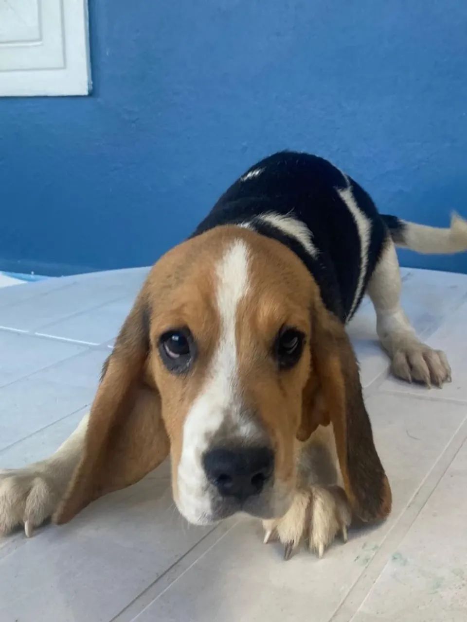 Beagle fêmea  - Foto 3