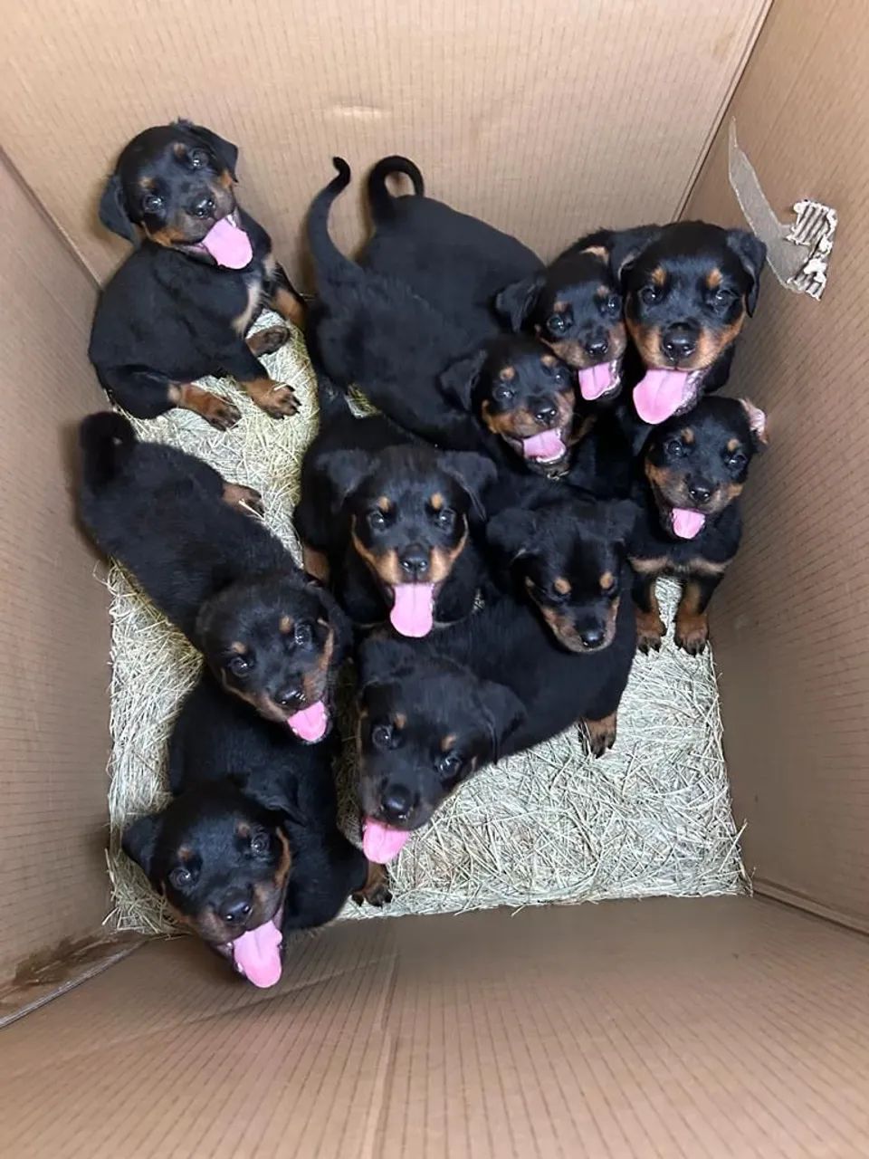 ROTTWEILLER CABEÇA DE TOURO FILHOTE OPORTUNIDADE  - Foto 5