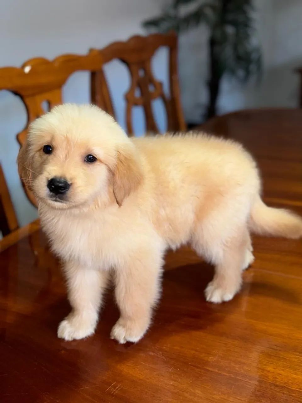 Filhotes Golden Retriever com Pedigree - Foto 4