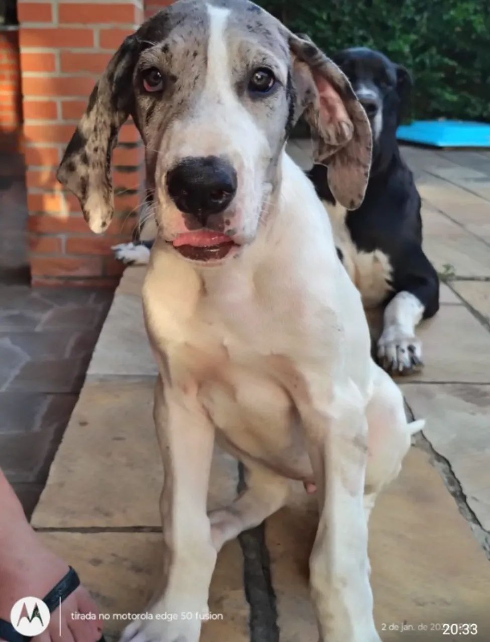 Filhotes de Dog Alemão. - Foto 2