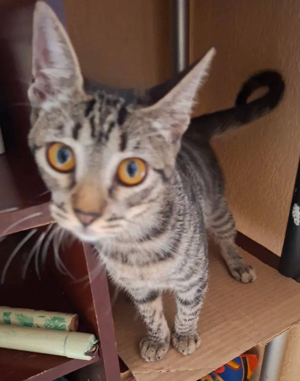 Doação Gato fêmea  - Foto 4