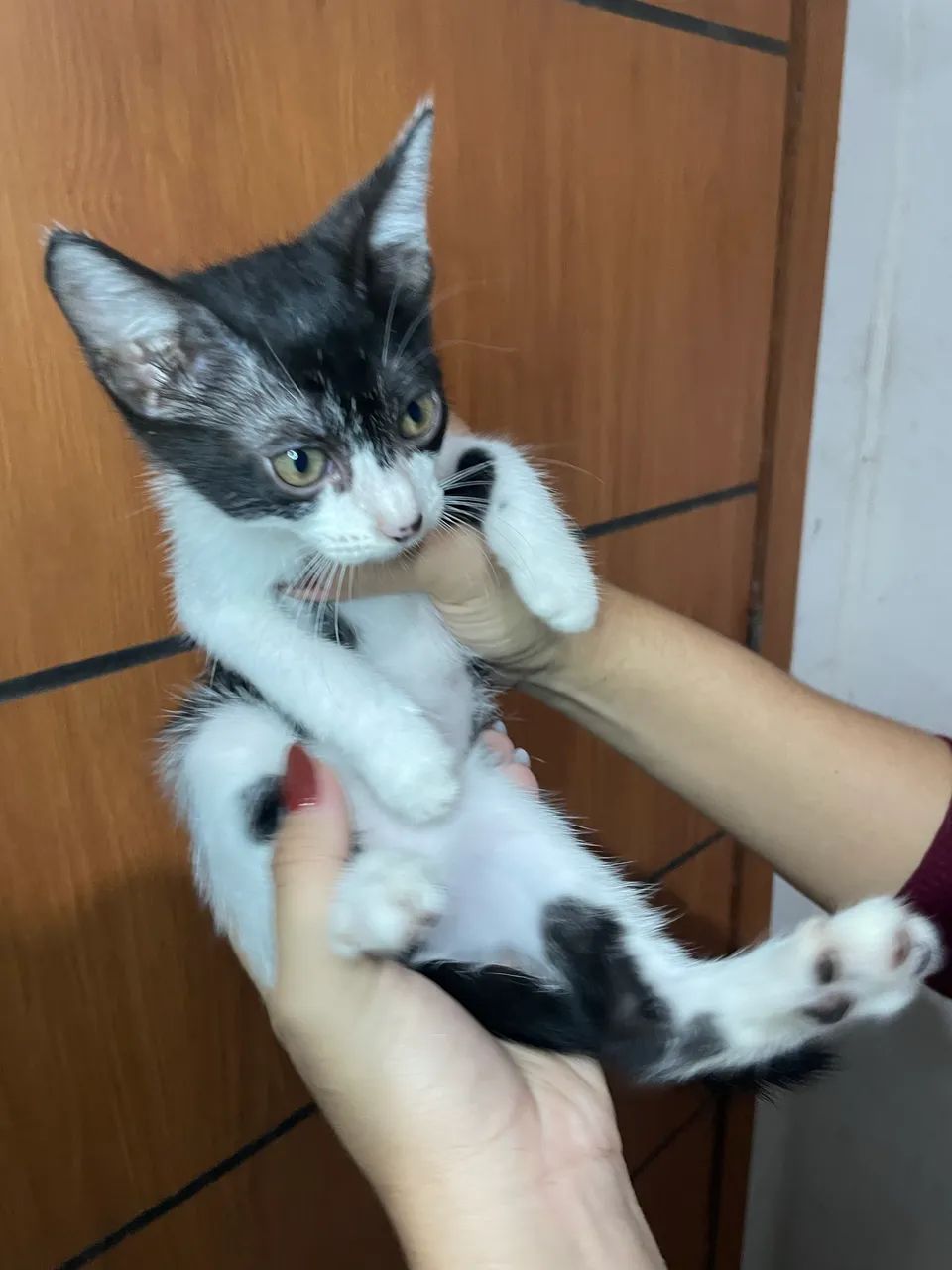 Adoção responsável  - Foto 3