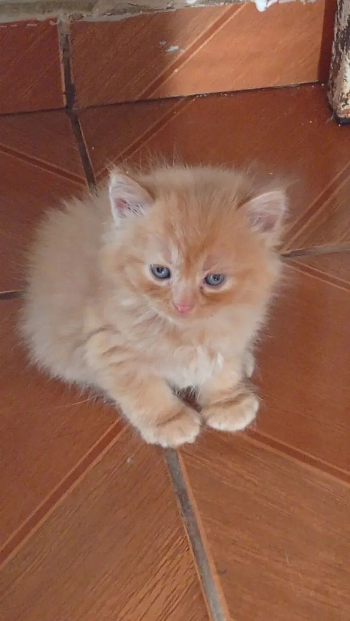Filhote gato persa - Gatos - Setor 02, Cornélio Procópio 1547271153 | OLX