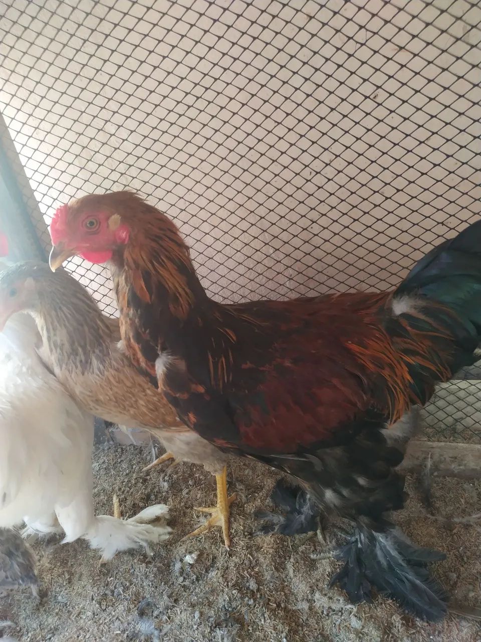 Frango da Raça Brahma.