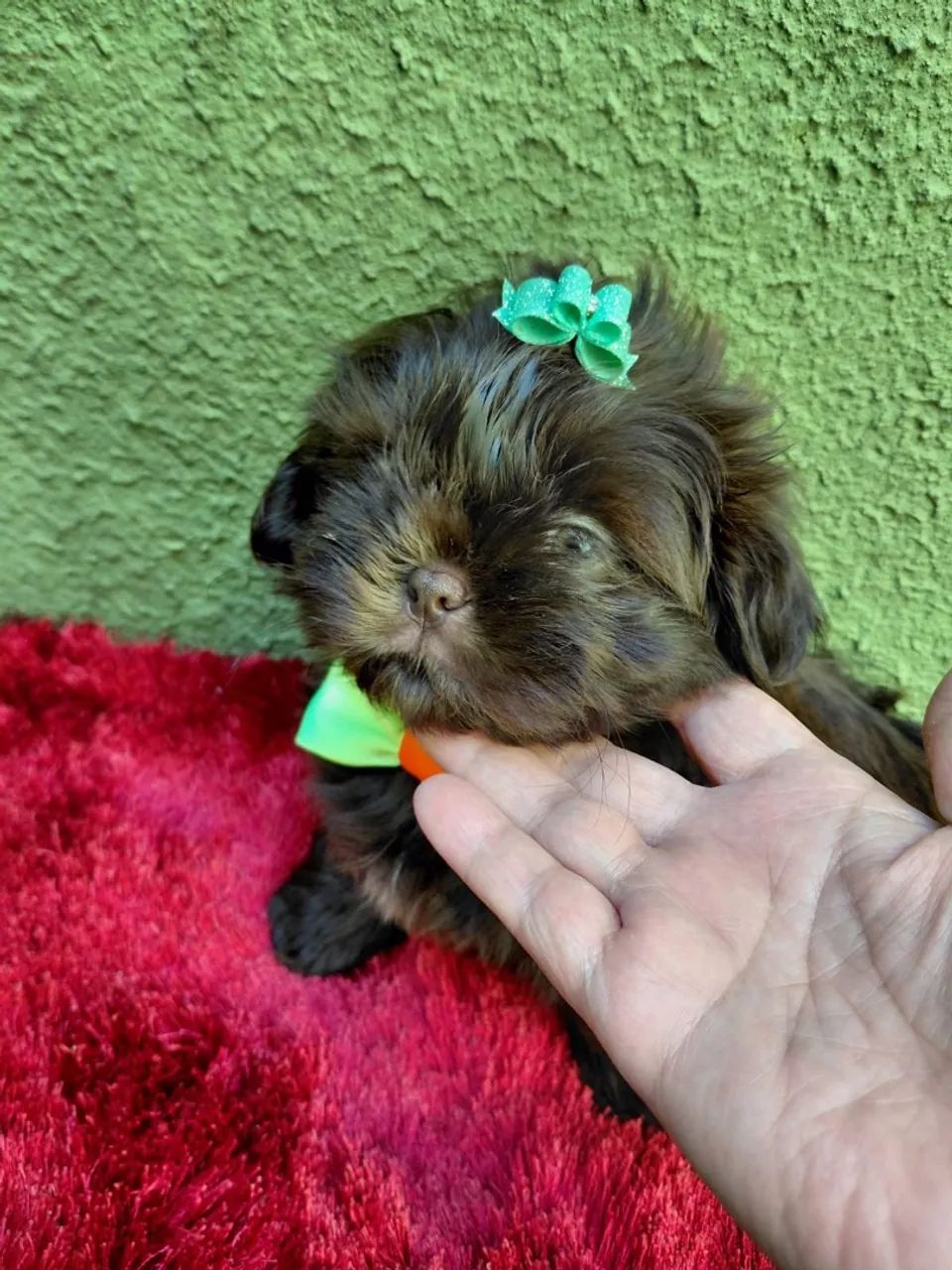 Filhote Shih-tzu macho  - Foto 5