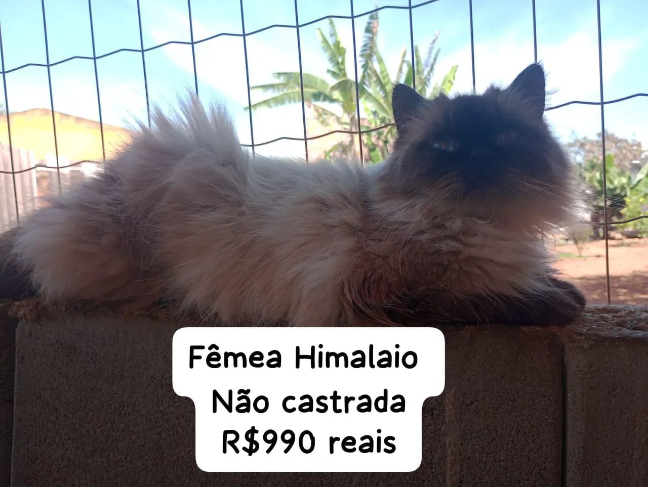 Persa Himalaio