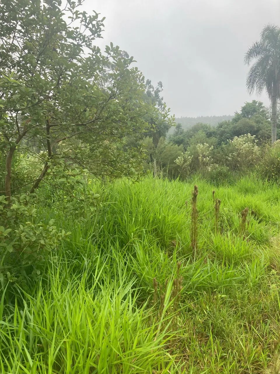 Vendo terrenos em fazenda vila nova  - Foto 2