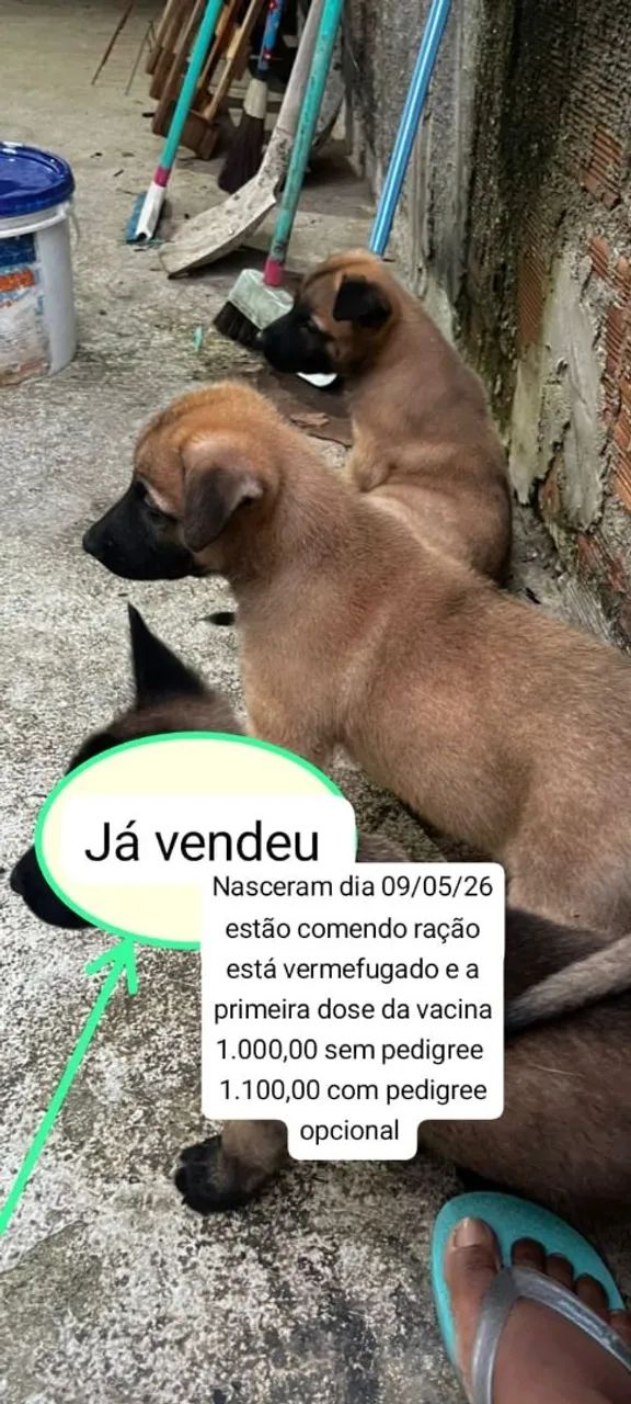CACHORRO DE RAÇA 