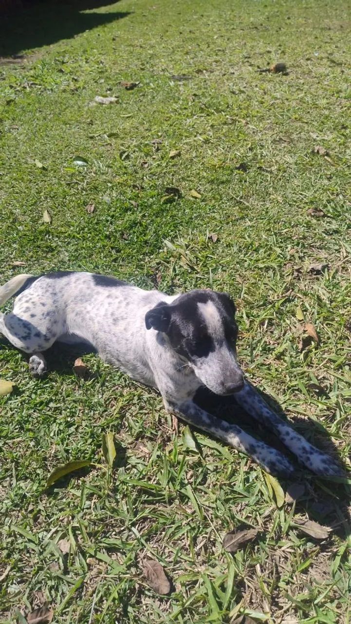 Adoção de cachorrinha  - Foto 5
