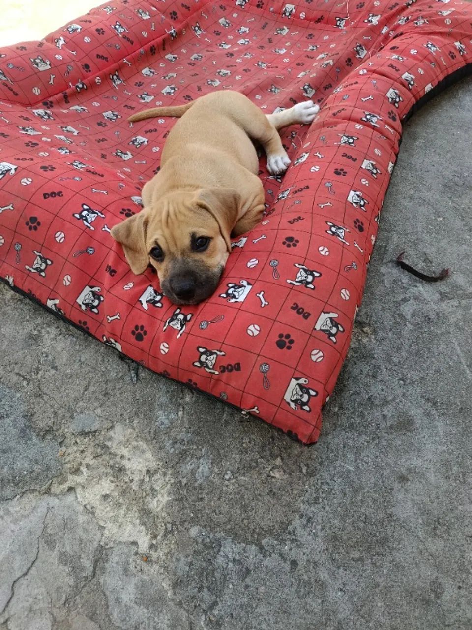 Filhotes pitbull - Foto 4