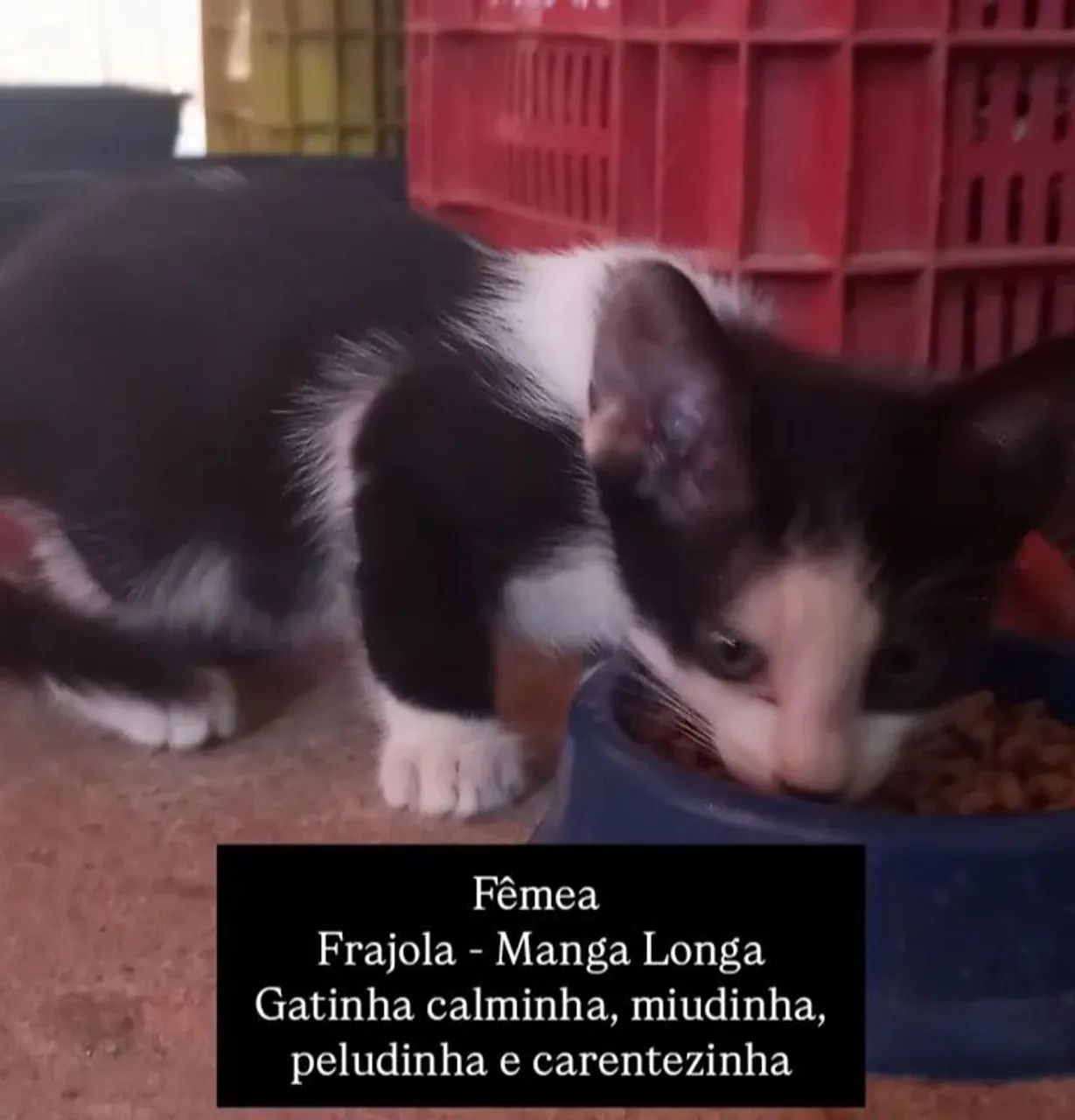 Gatos para adoção 