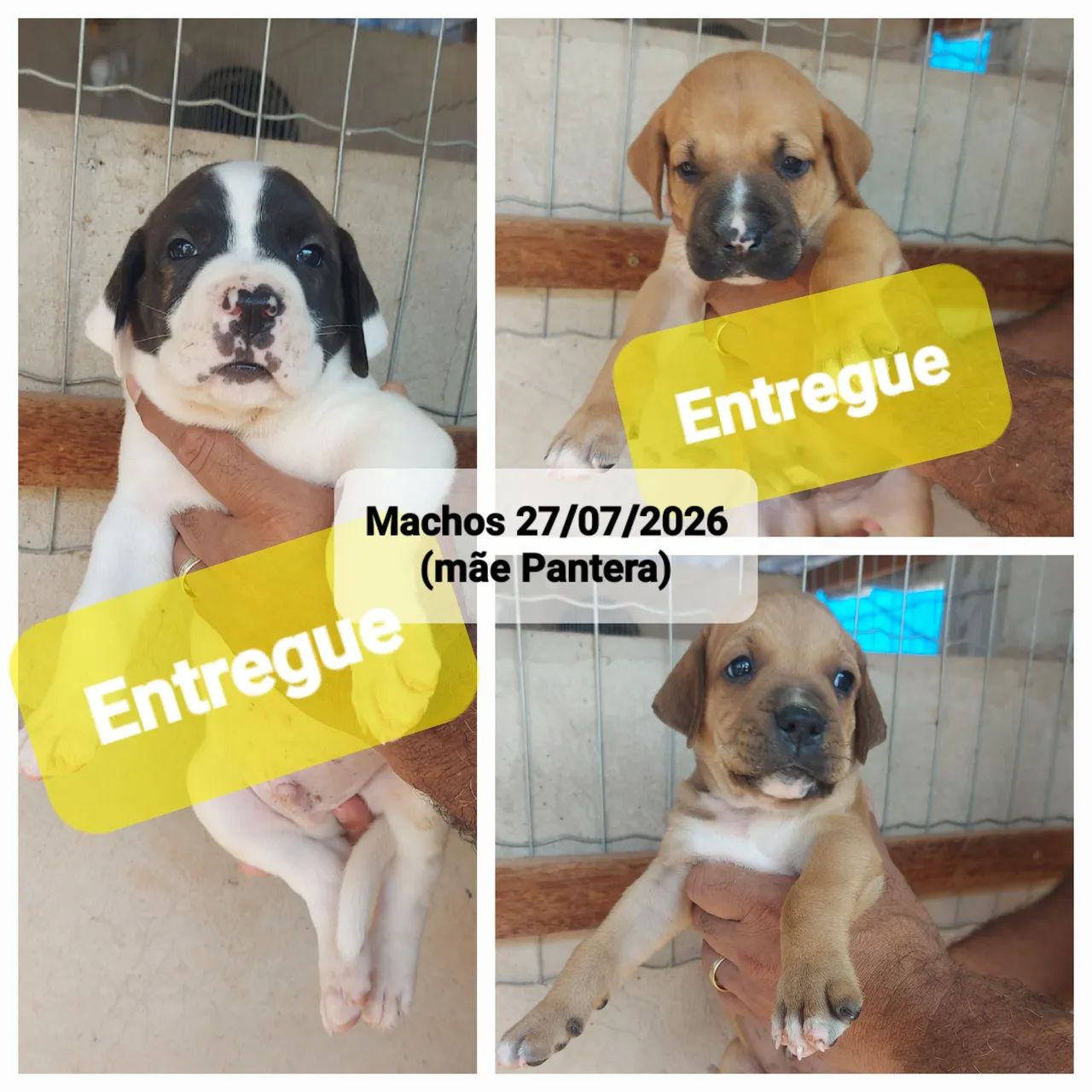 Filhotes de boxer híbridos - Foto 4