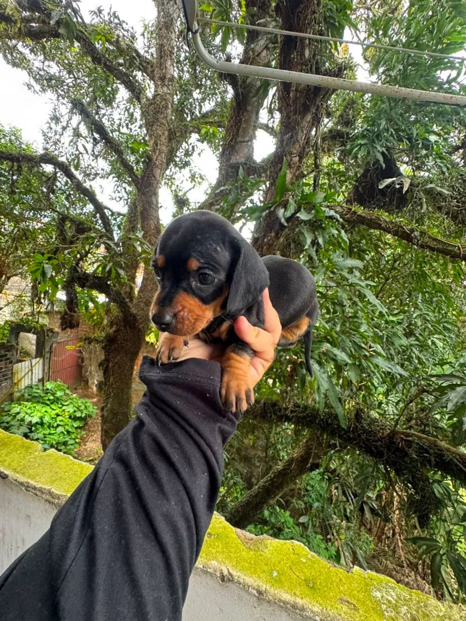 Dachshund SALSICHA macho (venda) - Foto 3