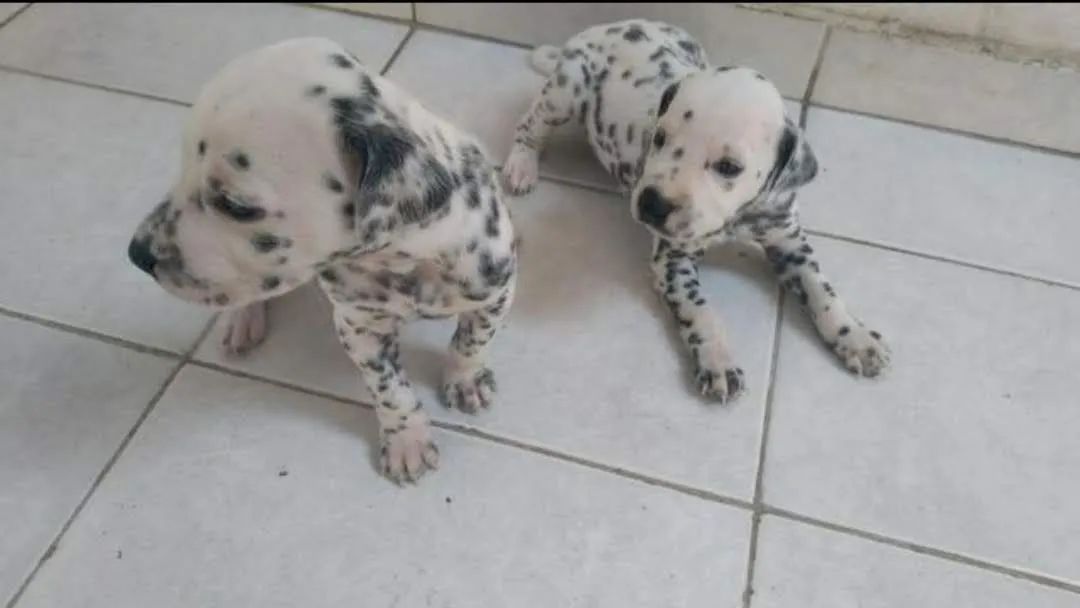 Dalmata encantadores  - Foto 5