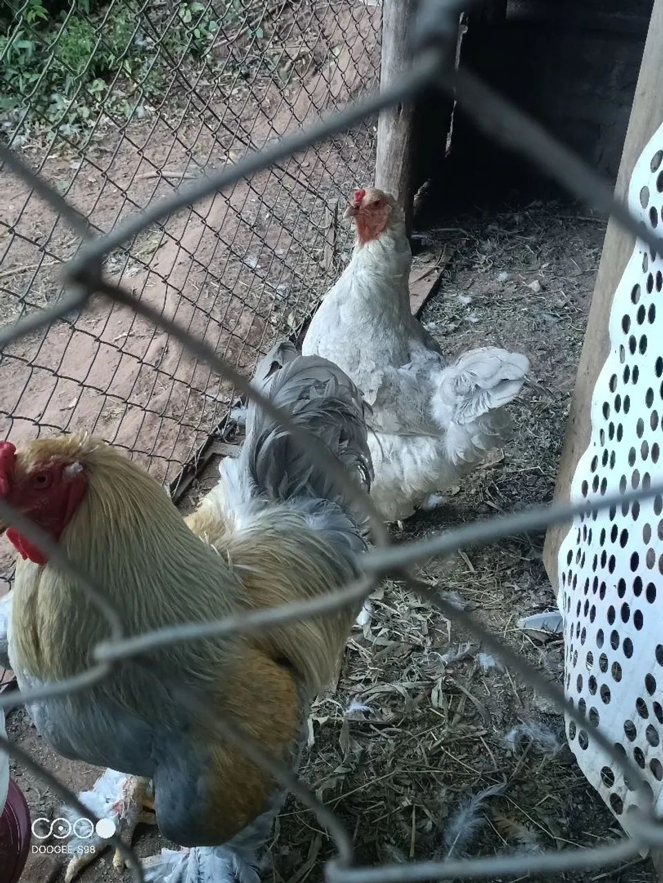 Galos, galinhas, frangos, pintinhos  - Foto 3