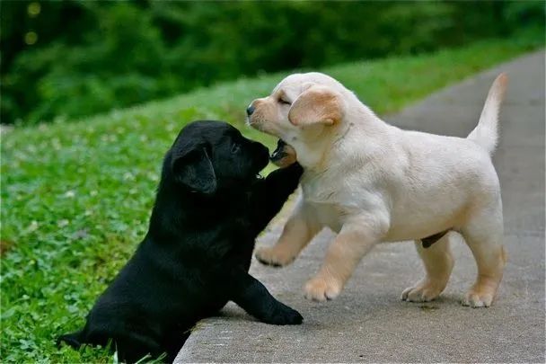 labraador disponivel