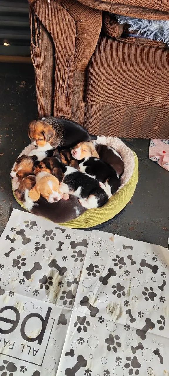 Filhote de Beagle 