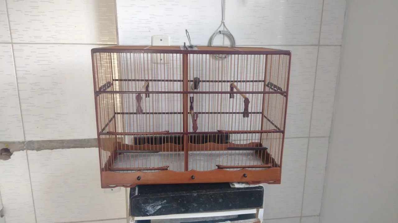 Voador novo 
