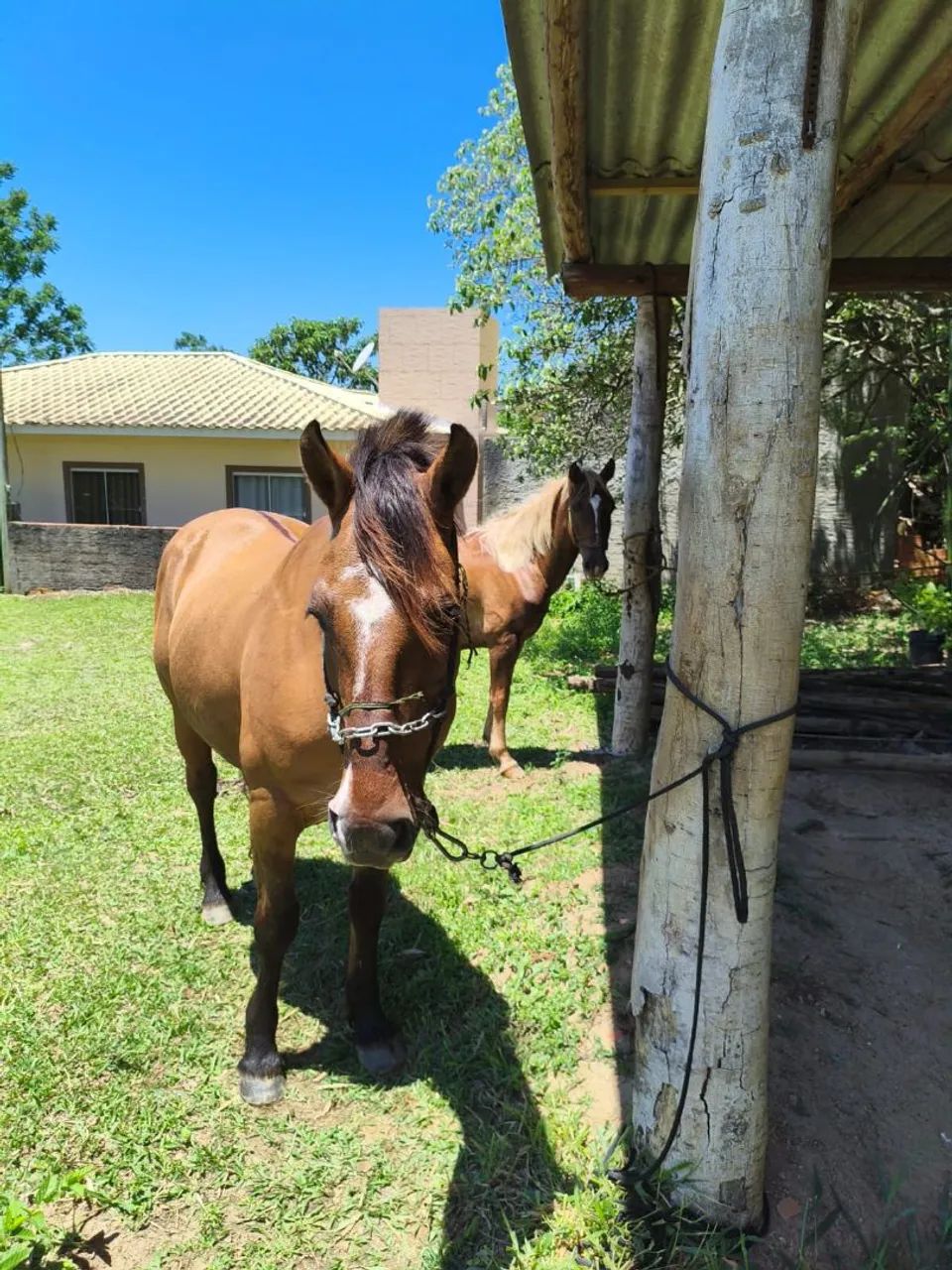 Vendo cavalo Crioulo  - Foto 6
