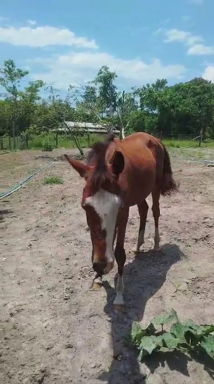 Cavalo crioulo  - Foto 5